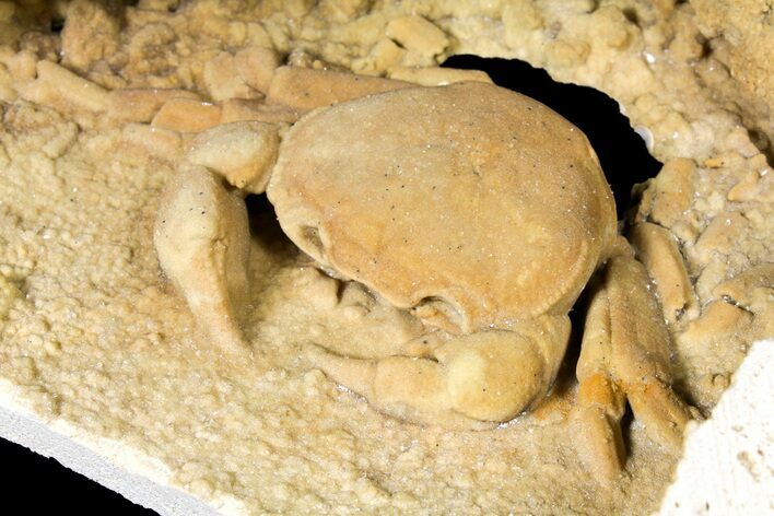 Fossil Crab (Potamon) Preserved in Travertine - Turkey #121383